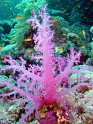 030504_Gota Soraya - Alcyonaire - Dsc01655~